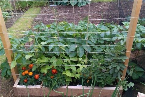 What Is A Square Foot Garden No Dig Vegetable Gardening Blog