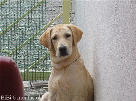 To improve our services, please provide your feedback. Labrador Retriever For Sale 6 months old FOR SALE ADOPTION ...