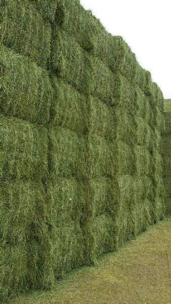 Alfalfa Hay Bales By Costco Logistics Alfalfa Hay Bales Alfalfa Hay