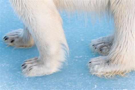 Close Up Of Polar Bears Feet Polar Bear Paw Polar Bear Bear Paws