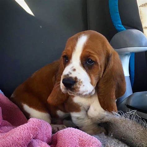 All The Colors And Markings Of Basset Hound With Pictures