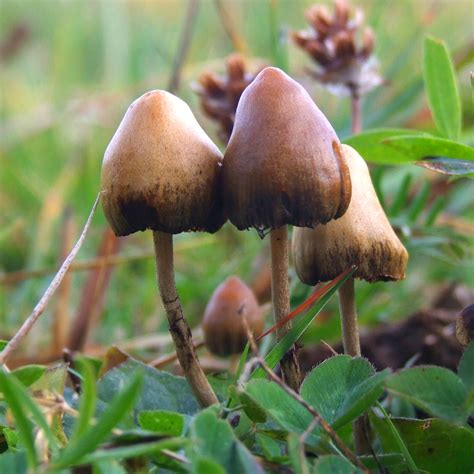 Magic Mushrooms Amplify Brains Dreaming Areas Boing Boing
