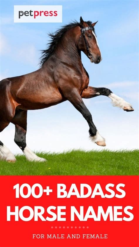 100 Badass Horse Names For A Male Or Female Horse