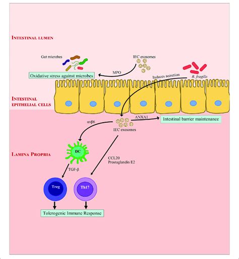 Modulation Of Intestinal Inflammation By Intestinal Epithelial Cell