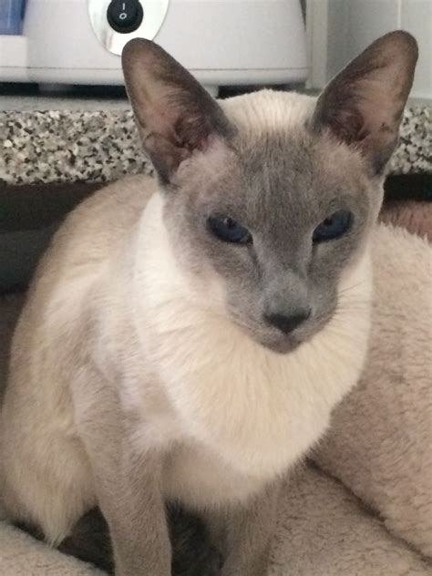Blue Point Siamese Cat Altrincham Greater Manchester