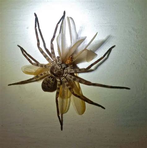 Here Are 21 Terrifying Bugs That Will Haunt Your Dreams Deadstate
