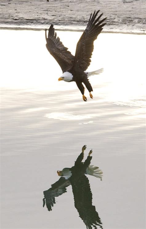 Bald Eagle Landing Over Water Photograph By Clarence Alford Fine Art