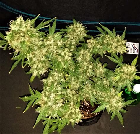 Growers Choice Seeds Cheese Autoflowering 2 grow journal 2 harvest12 by ...