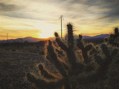 Mojave View Desert Cactus California For More Country