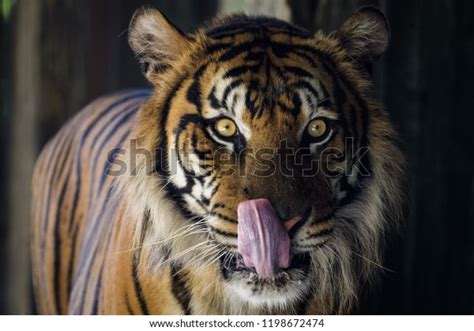 Closeup Female Sumatra Tiger Licking Mouth Stock Photo