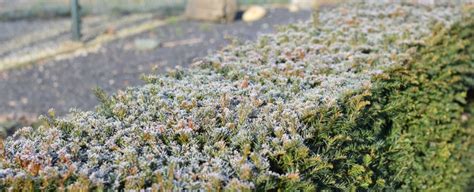 Waarom Is Het Winterklaar Maken Van Je Tuin Ieder Jaar Anders