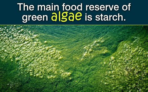 Types Of Algae Biology Wise