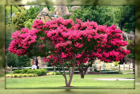 Over 1,067 crepe flower pictures to choose from, with no signup needed. Living In Williamsburg, Virginia: Crepe Myrtle Trees In ...