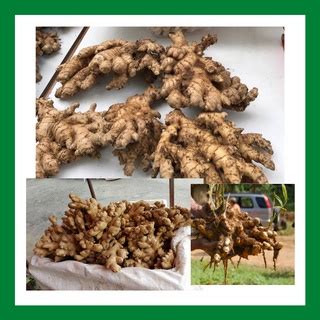 PRE ORDER 100 Fresh Organic Segar 250g Bentong Ginger Halia