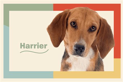 Harrier Dog Breed Information And Characteristics