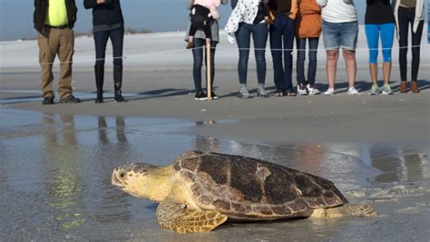 Loggerhead Sea Turtle Released At Pensacola Beach