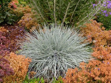 Beyond Blue Festuca Glauca Looks Really Good Next To The Reds And