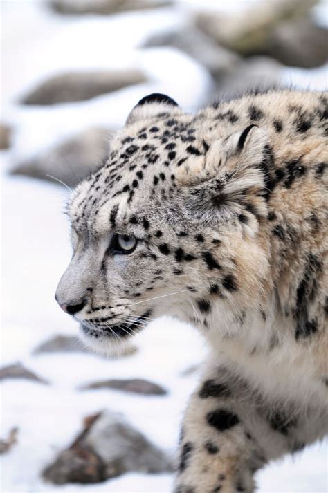 Snow Leopards Discovered Flourishing In Afghanistan Snow Leopard