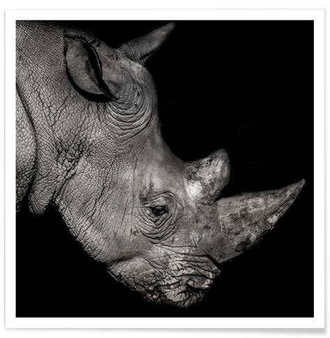 Rhino Profile By Lothare Dambreville Poster Juniqe