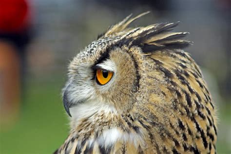 European Eagle Owl Owl Owl Pictures Eagle