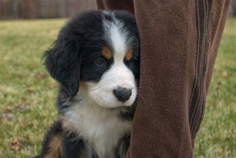 Bernese Mountain Canine Introduction Character And Origin