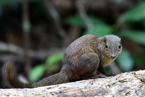 The Life Journey In Photography Jungle Squirrel Bukit Antarabangsa