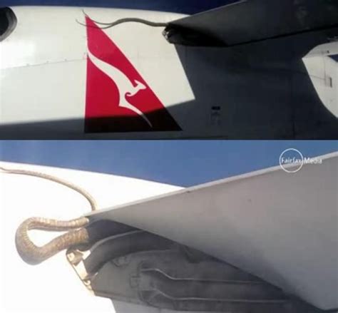 Python Snake On Qantas Airplane Real Life Snake On A Plane Python