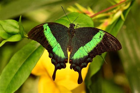 Top 10 most beautiful butterflies. 10 Most Amazing And Beautiful Butterflies In The World