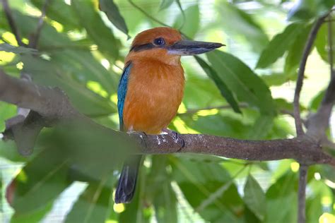 Kingfisher San Diego Zoo Animals And Plants