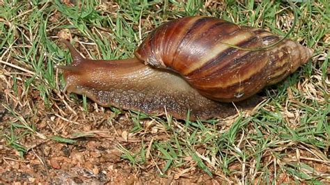 Video Giant African Land Snail Spotted In Florida Section Of County