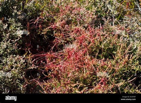 Flowering Common Dodder Cuscuta Epithymum Parasitic Plant On Common