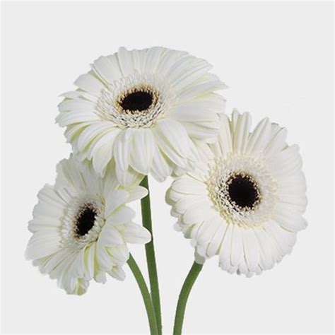 Gerbera Daisy White Flower Wholesale Blooms By The Box