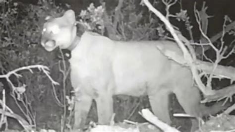 Utah Bear Steals And Eats Cougars Kill Video Shows Fox News
