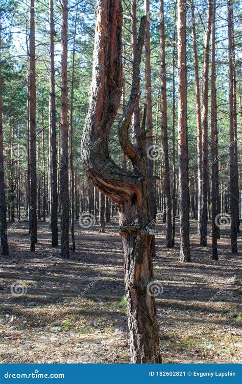 Abnormal Zone In The Forest Twisted Trees An Enchanted Forest Stock