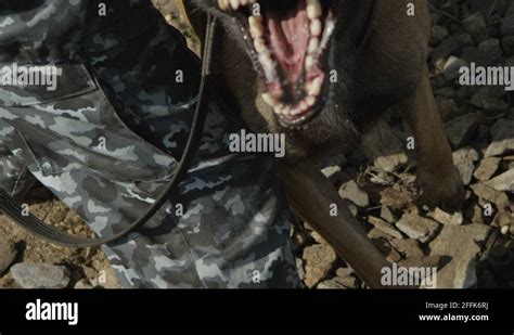 Barking Police Stock Videos And Footage Hd And 4k Video Clips Alamy