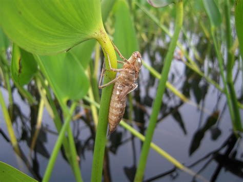 Dragonfly Nymph Exoskeleton5901 Long Lake Near West Dover Flickr