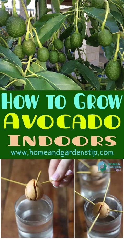 How To Grow Avocado Indoors Grow Avocado Growing An Avocado Tree Avocado Seed Growing