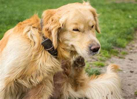 5 Common Reasons Your Dog Is Scratching Himself Petmd