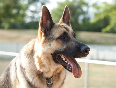 German Shepherd Dog Wallpapers - Top Free German Shepherd Dog Backgrounds - WallpaperAccess