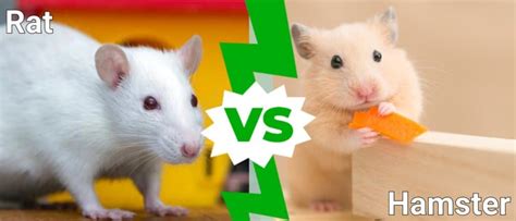 Rat Vs Hamster What Are The Differences A Z Animals