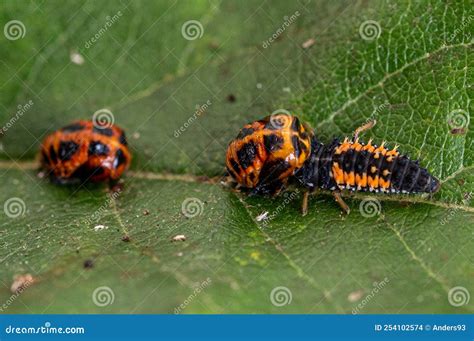 Cannibalism with the Larva of a Harlequin Ladybird Beetle, Harmonia
