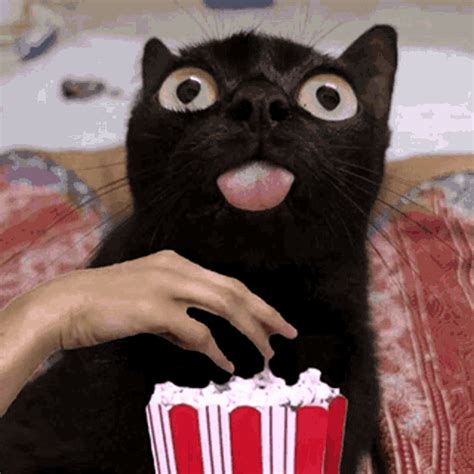 Cat Eating Popcorn Gifs Tenor