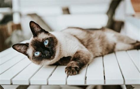 Everything You Need To Know About Siamese Cats Catsinfo