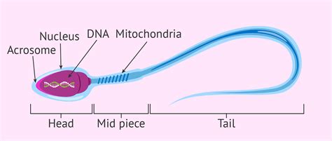 Diagram Labeled Sperm Cell Diagram Mydiagramonline