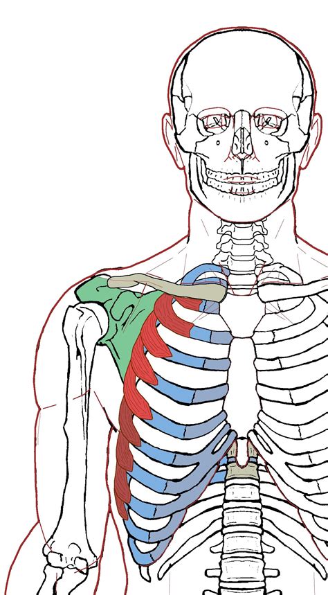 Muscles, connected to bones or internal organs and blood vessels. Serratus Anterior - Functional Anatomy | Chest muscles, Medical illustration