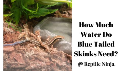 Blue Tailed Skink 101 Care Size Lifespan Diet And More