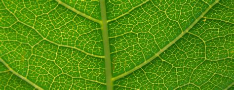 Leaf Texture Bg 01