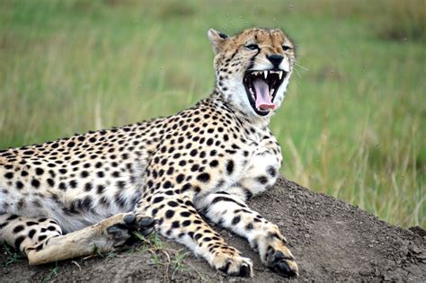 A Cheetah In Maasailand Smithsonian Photo Contest Smithsonian Magazine