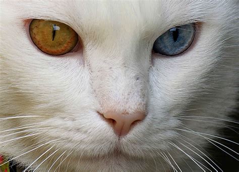 Are Solid White Cats With Blue Eyes Deaf Care About Cats