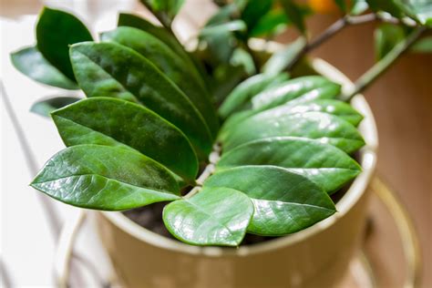 The 7 Best Houseplants For Your Bachelor Pad Goodnet